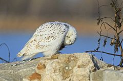 Snowy Owl